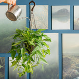 Pothos Cebu Blue | medium