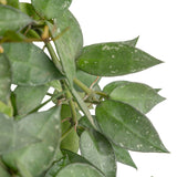 Hoya Silver Splash | medium