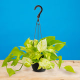 Pothos Neon Marble | medium