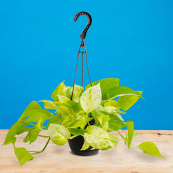 Pothos Neon Marble | medium