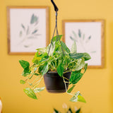 Monstera siltepecana | medium