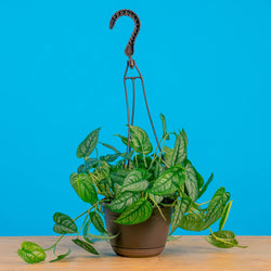 An Albo Syngonium plant sits on a light wooden table. The plant is in a black grower's hanging basket and boasts beautiful green foliage with splashes of white variegation.