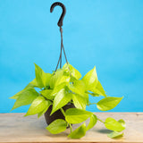 A 6.6in Neon Pothos plant sits on a light wooden table with a bright blue backdrop. The plant has beautiful neon green foliage and is in a black hanging grower's pot. 