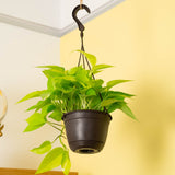A 6.6in Neon Pothos plant hangs from a ceiling in a black grower's hanging basket. The backdrop is a yellow wall with a gold globe.
