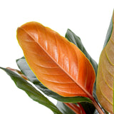 Rhodospatha Rojo | medium