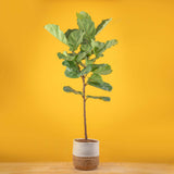 Large ficus lyrata standard in two tone weave basket, its set against a bright yellow background