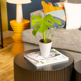 Monstera Golden Compact | medium