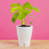 Monstera Golden Compact | medium