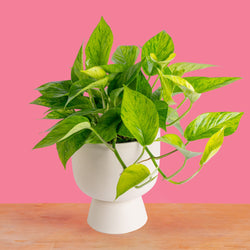 Monstera White Monster | medium