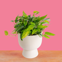 Monstera White Monster | medium