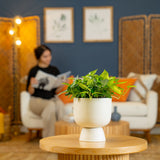 Pothos Mini Mint | medium