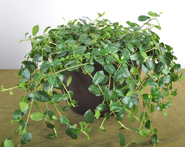 Ficus Vaccinoides