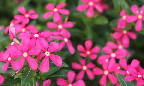 Soiree Kawaii Annual Vinca