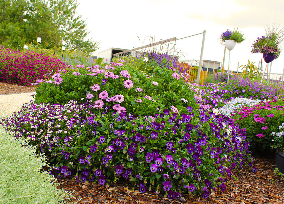 Purple Garden Ideas