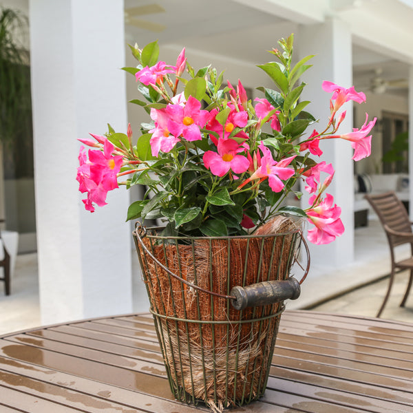 Tropic Escape® Mounding Pink Mandevilla