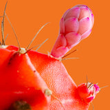 Variegated Moon Cactus | small