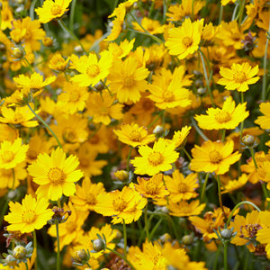 Coreopsis nana Coreopsis nana