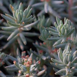 Sedum 'Blue Spruce' Sedum 'Blue Spruce'