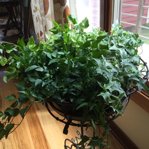 Lush English ivy plant in a wrought-iron stand by a sunny window, with a mix of deep green and variegated leaves.