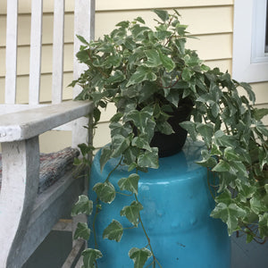 Variegated English ivy plant cascading over a bright blue ceramic pot on a wooden porch, with green leaves.