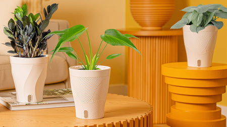 Easy-Care Plants for Everyone