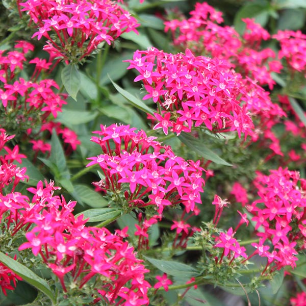 Long-Blooming Florida Perennials