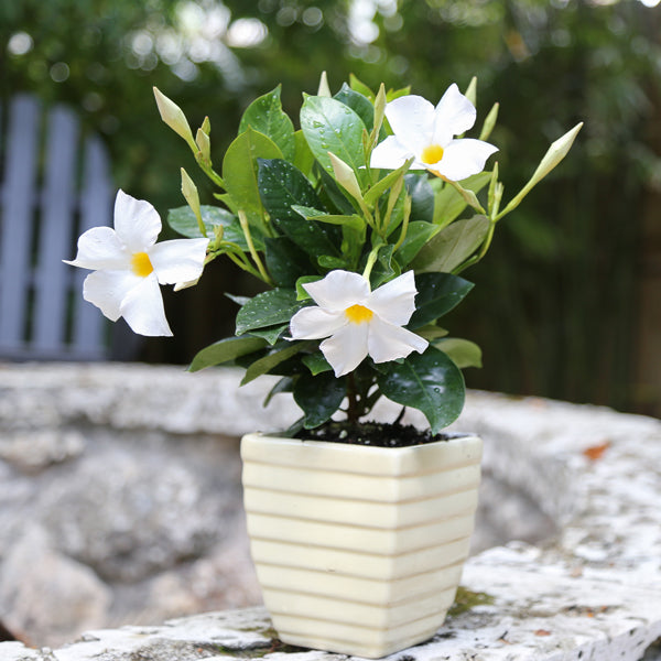 Tropic Escape® Mounding White Mandevilla