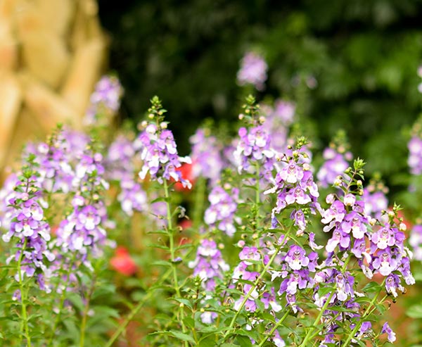 Archangel Blue Bicolor Angelonia