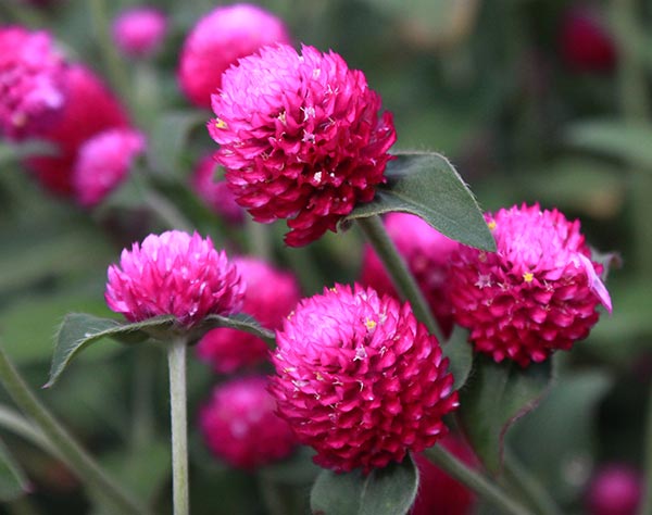 Ping Pong Globe Amaranth
