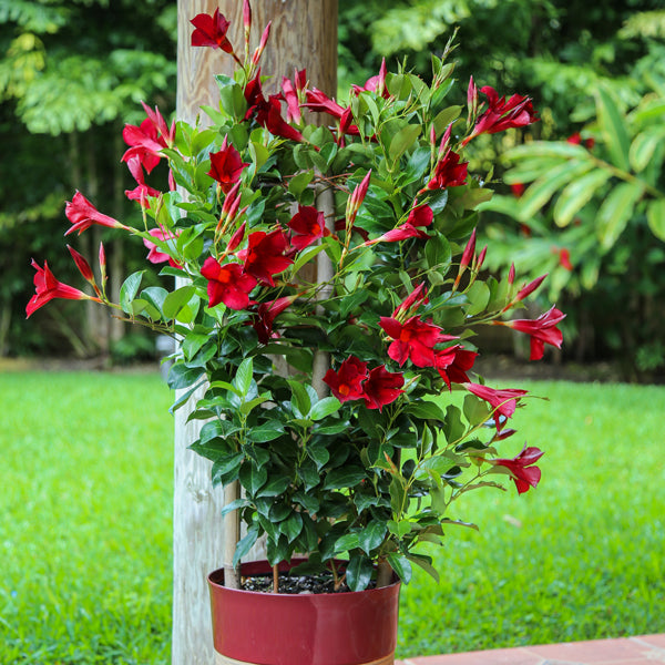 Tropic Escape® Climbing Red Mandevilla