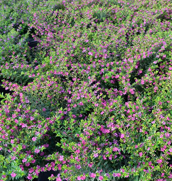 Floriglory Mexican Heather