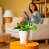 Albo Pothos | medium