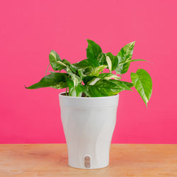 Monstera Burle Marx Flame | medium