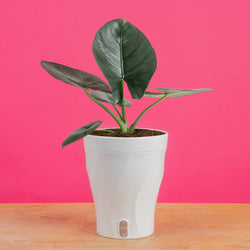 Ficus Tineke | medium