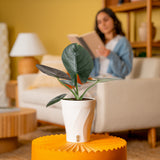 Alocasia Reginae | medium