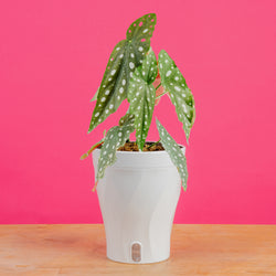 Bird's Nest Fern | medium