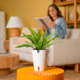 Bird's Nest Fern | medium