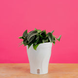 Scindapsus Black Mamba | medium