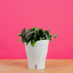 Epipremnum amplissimum Variegated | medium