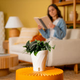 Scindapsus Black Mamba | medium