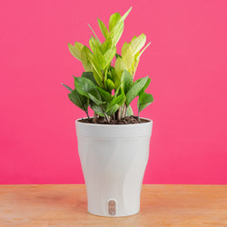 large monstera esqueleto plant with many fenestrations in a modern white fluted pot, set against a bright pink background