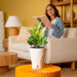 Chameleon ZZ Plant | medium