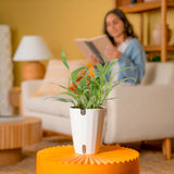 Epipremnum amplissimum | medium