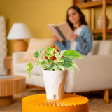 Epipremnum pinnatum Marble | medium