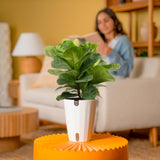 Little Fiddle Leaf Fig | medium