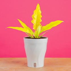 Monstera Burle Marx Flame | medium