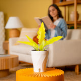 Philodendron Golden Crocodile | medium