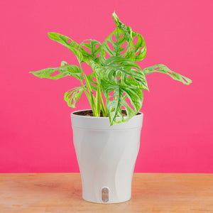 Little Swiss Monstera | medium