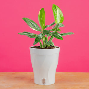 Monstera Cobra | medium