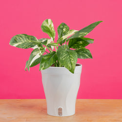 Monstera Burle Marx Flame | medium
